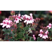 Heliotrope San Francisco Essential Oil - Rose Geranium Essential Oil