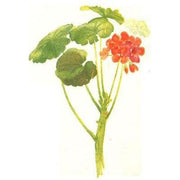 Heliotrope San Francisco Essential Oil Blend Balancing (Rose Geranium Lavender) Essential Oil