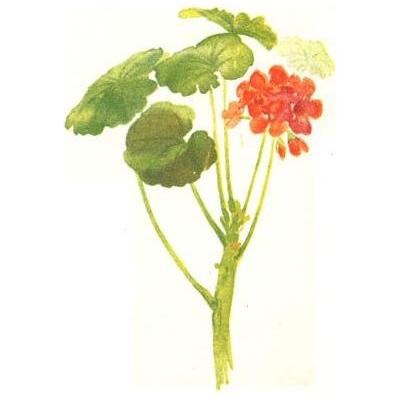 Heliotrope San Francisco Essential Oil Blend Detoxifying (Grapefruit Geranium) Essential Oil