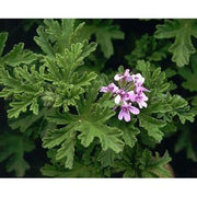 Heliotrope San Francisco Essential Oil - Rose Geranium Essential Oil