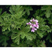 Heliotrope San Francisco - Essential Oil - Rose Geranium (Organic) 1oz - 8oz. 