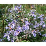 Heliotrope San Francisco Essential Oil - Rosemary Essential Oil