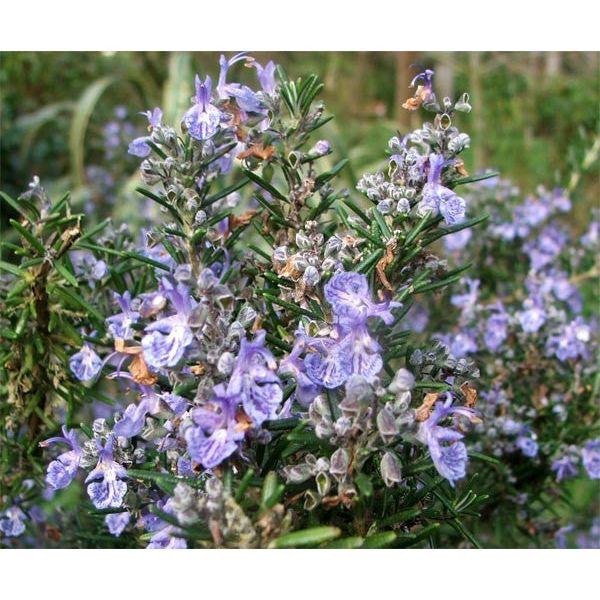 Heliotrope San Francisco - Essential Oil - Rosemary 1oz- 8oz. 