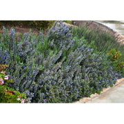 Heliotrope San Francisco Essential Oil - Rosemary Essential Oil