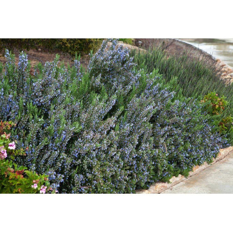 Heliotrope San Francisco Essential Oil - Rosemary Essential Oil