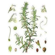 Heliotrope San Francisco Essential Oil Blend Relieving (Eucalyptus Rosemary) Essential Oil