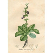 Heliotrope San Francisco Essential Oil Blend Grounding (Lavender Sage) Essential Oil