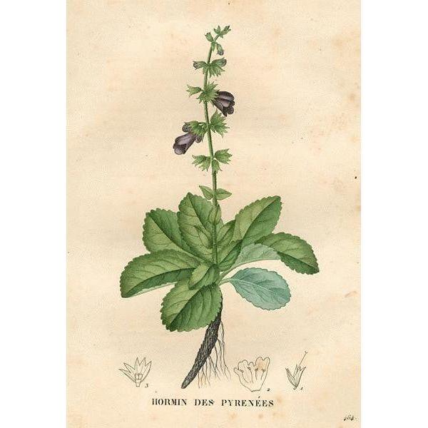 Heliotrope San Francisco Essential Oil Blend Grounding (Lavender Sage) Essential Oil