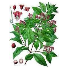 Heliotrope San Francisco Essential Oil Blend Nostalgic (Bay Laurel Sandalwood) Essential Oil