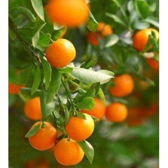 Heliotrope San Francisco Essential Oil - Tangerine Essential Oil