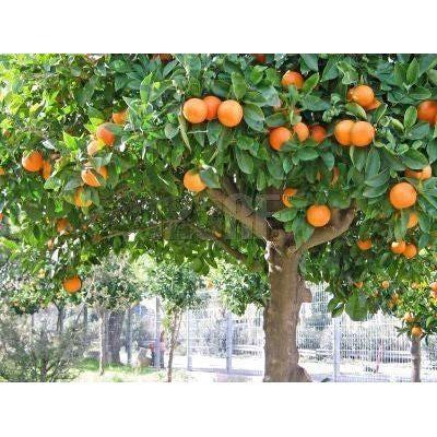 Heliotrope San Francisco Essential Oil - Tangerine Essential Oil