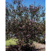 Heliotrope San Francisco Essential Oil - Tea Tree Essential Oil