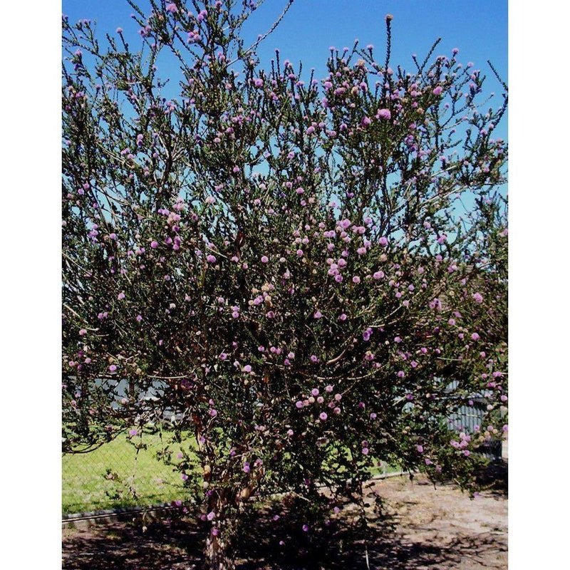 Heliotrope San Francisco Essential Oil - Tea Tree Essential Oil