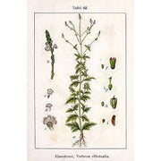 Heliotrope San Francisco Essential Oil Blend Encouraging (Verbena Lemon) Essential Oil