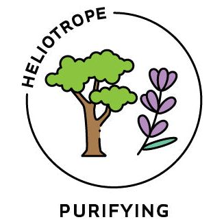 Heliotrope San Francisco - Essential Oil Blend Purifying (Cypress Lavender)