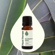Plant Therapy Eucalyptus Dives Essential Oil Essential Oil