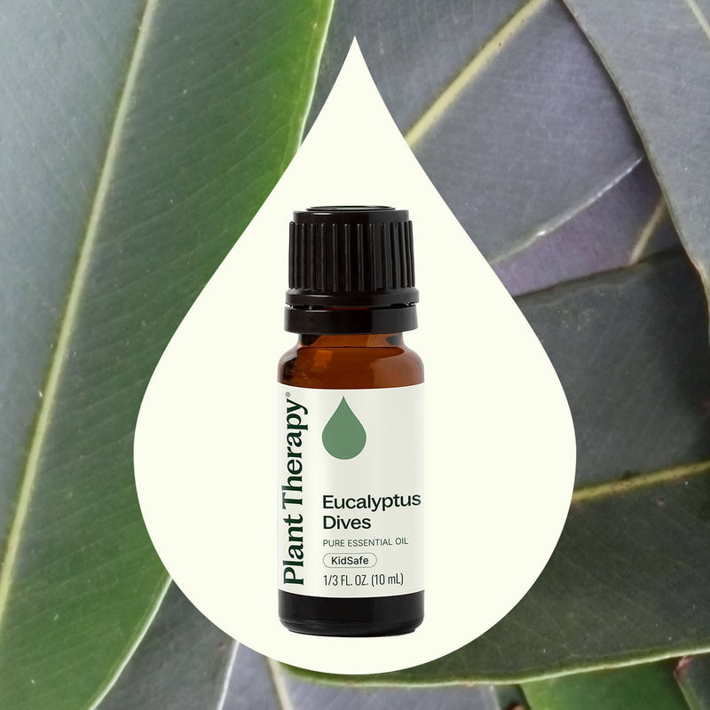 Plant Therapy Eucalyptus Dives Essential Oil Essential Oil