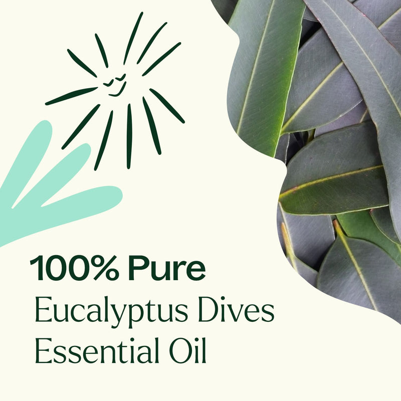 Plant Therapy Eucalyptus Dives Essential Oil Essential Oil