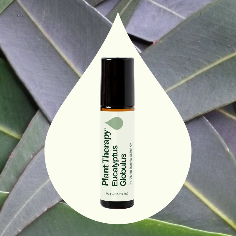 Plant Therapy Eucalyptus Globulus Essential Oil Pre-Diluted Roll-On Essential Oil