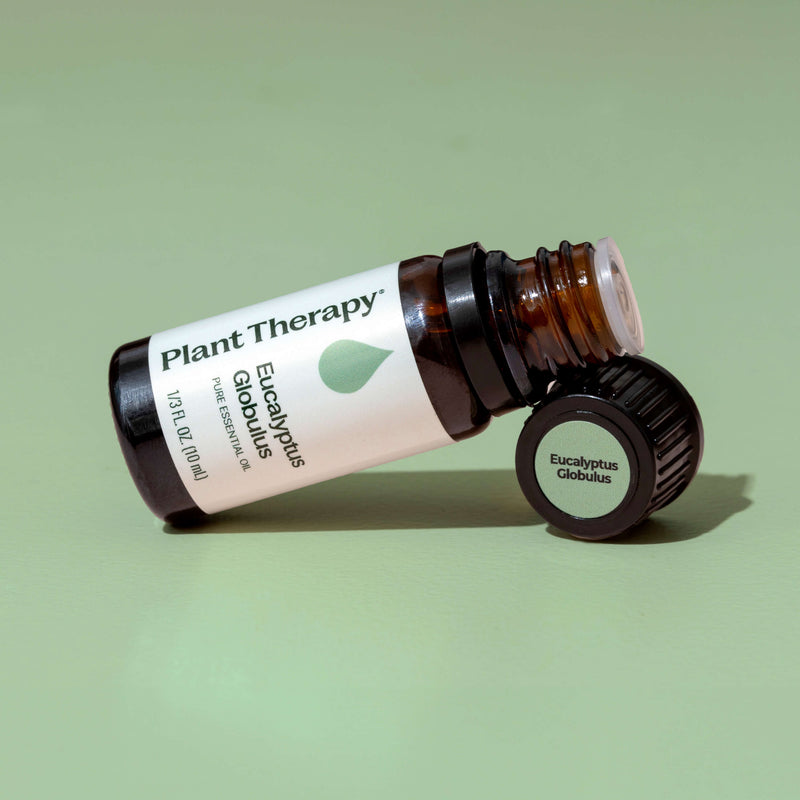 Plant Therapy Eucalyptus Globulus Essential Oil Essential Oil