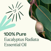 Plant Therapy Eucalyptus Radiata Essential Oil Essential Oil