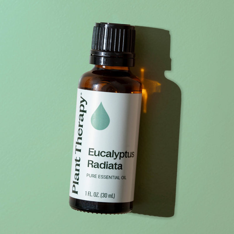 Plant Therapy Eucalyptus Radiata Essential Oil Essential Oil
