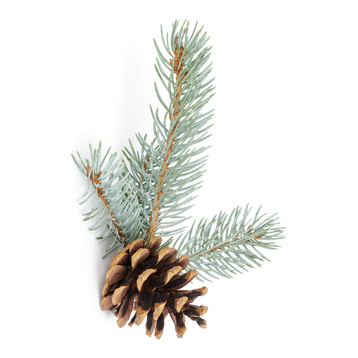 Vinevida - Blue Spruce Fragrance Oil For Cold Air Diffusers