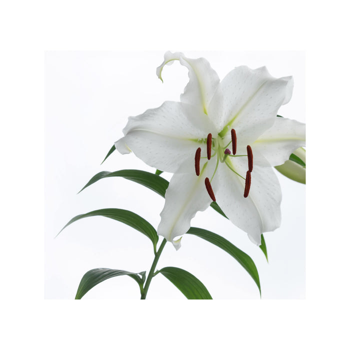 Vinevida - Casablanca Lily By Bbw (Our Version Of) Fragrance Oil For Cold Air Diffusers