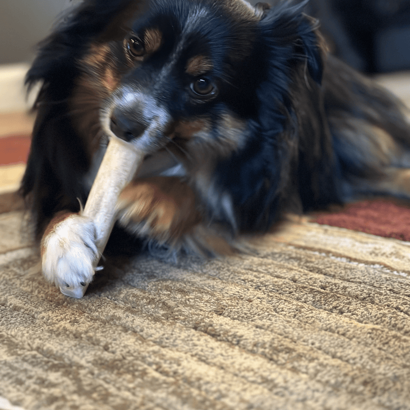 Farm To Pet Elk Antler Dog Chews | All-Natural Whole and Split Elk Antler Chews for Dogs Antler Dog Chew
