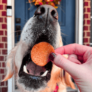 Farm To Pet Turkey Feast Chips Chip