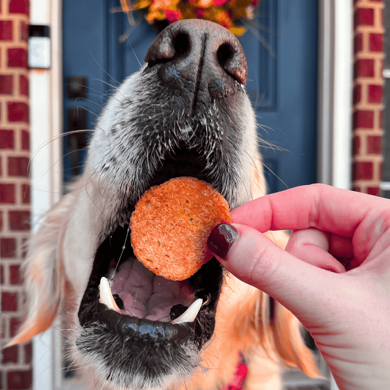 Farm To Pet Turkey Feast Chips Chip