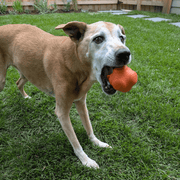 Farm To Pet Dog Fetch Balls Fetch Ball