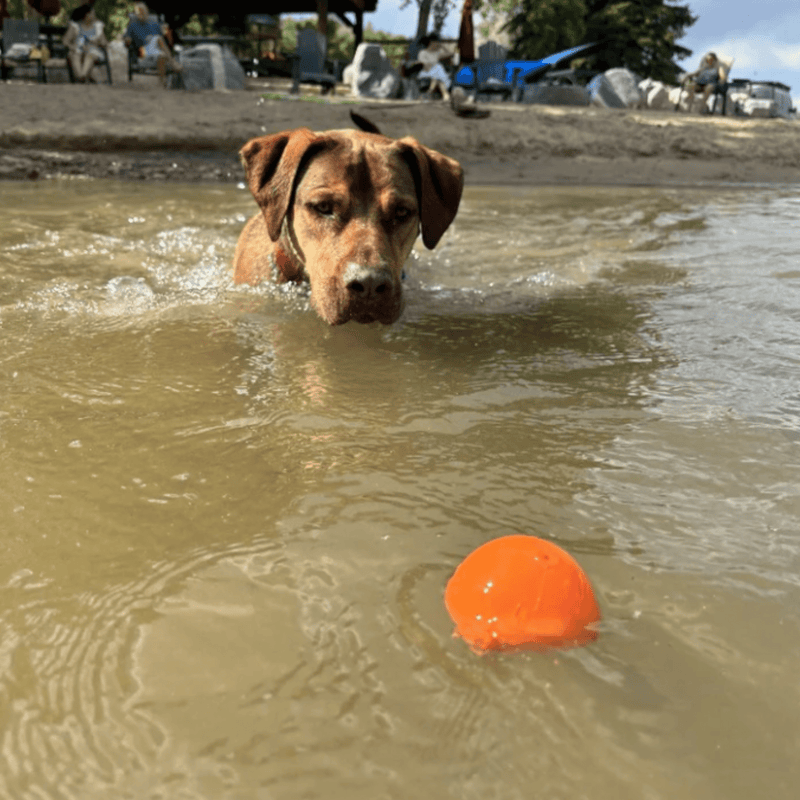 Farm To Pet Dog Fetch Balls Fetch Ball