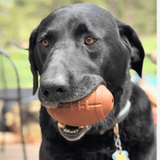Farm To Pet Dog Treat Dispensers Treat Dispenser