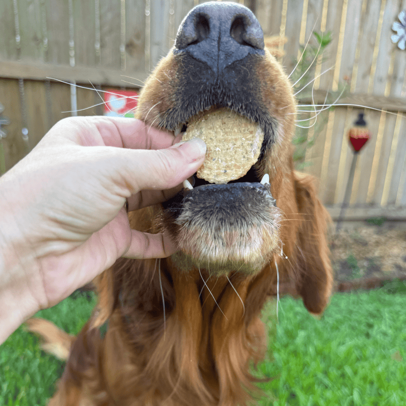 Farm To Pet Fish Chips Snack Pack Bundles | Dog Treats for Training & Travel Snack Pack