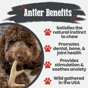 Farm To Pet Deer Antler Dog Chews | Organic Chews for Dogs Antler Dog Chew