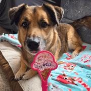 Farm To Pet Lick Sticks | Interactive Dog Training Toy Lick Stick