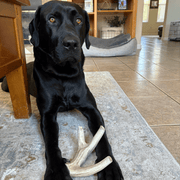 Farm To Pet Deer Antler Dog Chews | Organic Chews for Dogs Antler Dog Chew