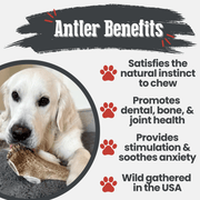 Farm To Pet Elk Antler Dog Chews | All-Natural Whole and Split Elk Antler Chews for Dogs Antler Dog Chew