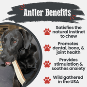 Farm To Pet Elk Antler Dog Chews | All-Natural Whole and Split Elk Antler Chews for Dogs Antler Dog Chew