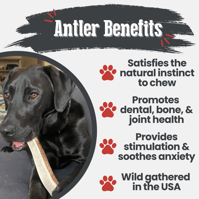 Farm To Pet Elk Antler Dog Chews | All-Natural Whole and Split Elk Antler Chews for Dogs Antler Dog Chew