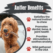Farm To Pet Elk Antler Dog Chews | All-Natural Whole and Split Elk Antler Chews for Dogs Antler Dog Chew