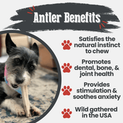 Farm To Pet Elk Antler Dog Chews | All-Natural Whole and Split Elk Antler Chews for Dogs Antler Dog Chew