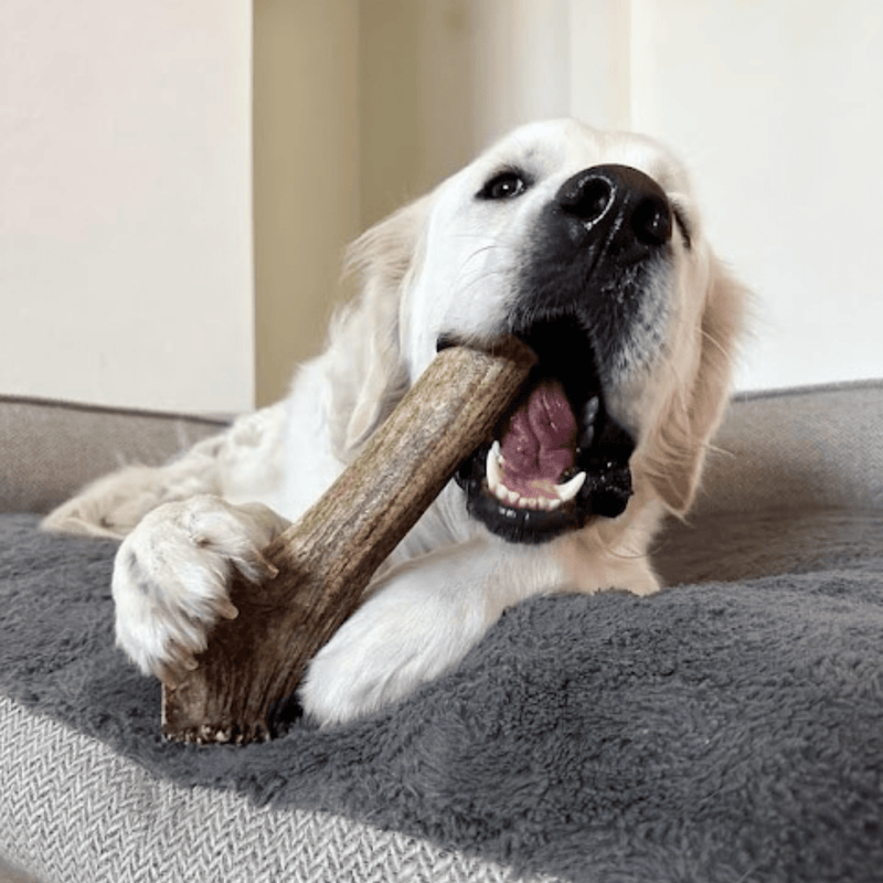 Farm To Pet Elk Antler Dog Chews | All-Natural Whole and Split Elk Antler Chews for Dogs Antler Dog Chew