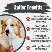 Farm To Pet Elk Antler Dog Chews | All-Natural Whole and Split Elk Antler Chews for Dogs Antler Dog Chew