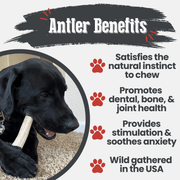Farm To Pet Elk Antler Dog Chews | All-Natural Whole and Split Elk Antler Chews for Dogs Antler Dog Chew