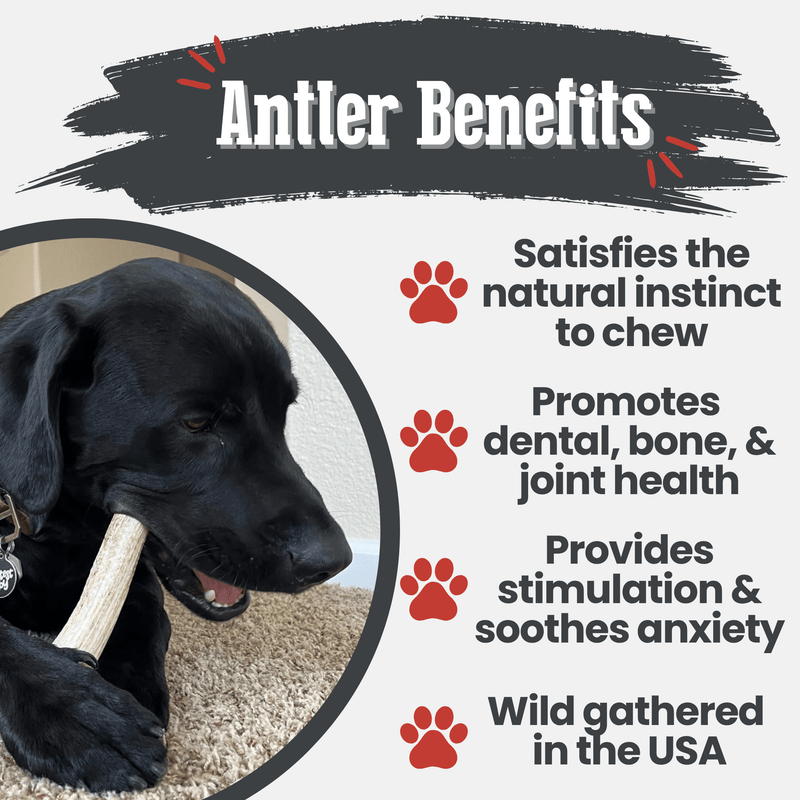 Farm To Pet Elk Antler Dog Chews | All-Natural Whole and Split Elk Antler Chews for Dogs Antler Dog Chew