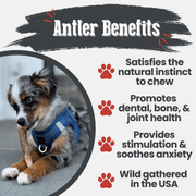 Farm To Pet Elk Antler Dog Chews | All-Natural Whole and Split Elk Antler Chews for Dogs Antler Dog Chew