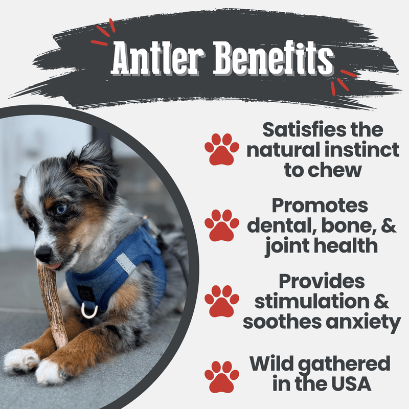 Farm To Pet Elk Antler Dog Chews | All-Natural Whole and Split Elk Antler Chews for Dogs Antler Dog Chew