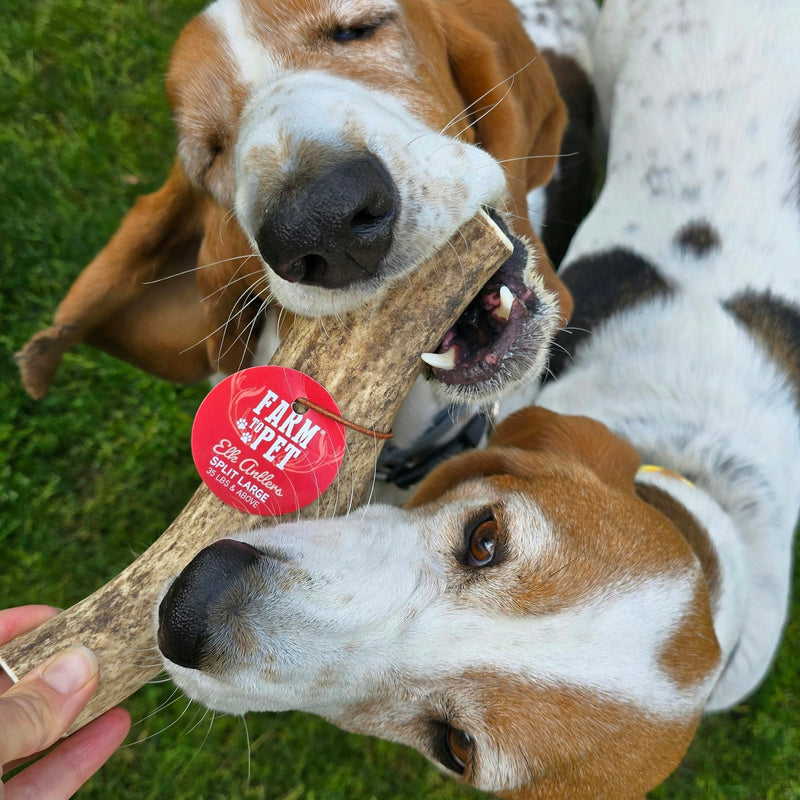 Farm To Pet Elk Antler Dog Chews | All-Natural Whole and Split Elk Antler Chews for Dogs Antler Dog Chew